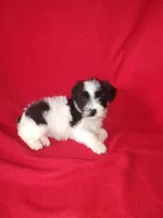 Blake, a male Yorkshire Terrier and Poodle - Toy  for sale in Lapeer, MI – 7 of 10