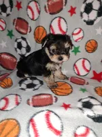 Sammy, a male Maltese and Yorkshire Terrier for sale in Lapeer, MI – 4 of 10