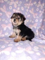 Bella, a female Maltese and Yorkshire Terrier for sale in Lapeer, MI – 9 of 10
