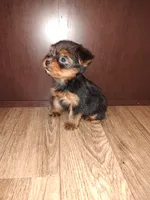 Macie, a female Yorkshire Terrier for sale in Lapeer, MI – 5 of 6