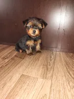 Macie, a female Yorkshire Terrier for sale in Lapeer, MI – 4 of 6