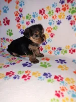 Ava, a female Yorkshire Terrier for sale in Lapeer, MI – 6 of 10