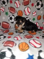 Sammy, a male Maltese and Yorkshire Terrier for sale in Lapeer, MI – 8 of 10