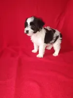 Blake, a male Yorkshire Terrier and Poodle - Toy  for sale in Lapeer, MI – 6 of 10