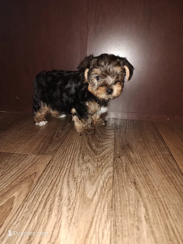 Anna – Yorkshire Terrier puppy for sale in Lapeer, MI