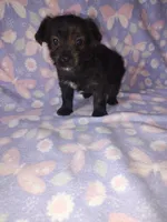 Bella, a female Yorkshire Terrier and Poodle - Toy  for sale in Lapeer, MI – 7 of 10