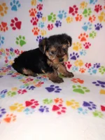Ava, a female Yorkshire Terrier for sale in Lapeer, MI – 7 of 10