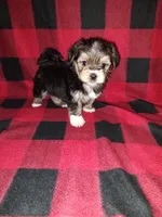 Benny, a male Maltese and Yorkshire Terrier for sale in Lapeer, MI – 3 of 10