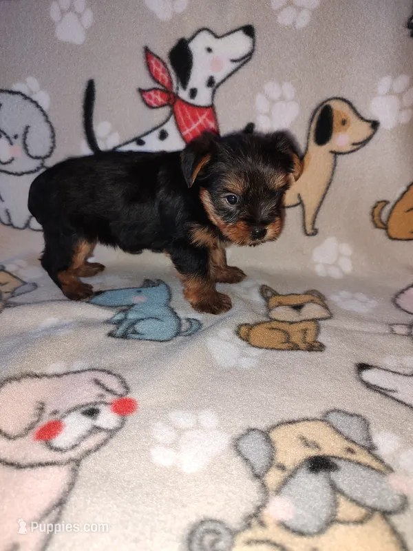 Mia – Yorkshire Terrier puppy on hold in Lapeer, MI