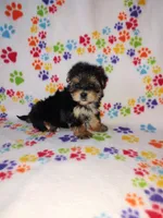 Lady, a female Maltese and Yorkshire Terrier for sale in Lapeer, MI – 3 of 8