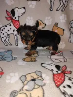 Mia, a female Yorkshire Terrier for sale in Lapeer, MI – 5 of 10