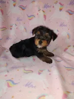 Ava, a female Yorkshire Terrier for sale in Lapeer, MI – Photo 3 of 10