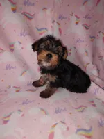 Ava, a female Yorkshire Terrier for sale in Lapeer, MI – Photo 9 of 10