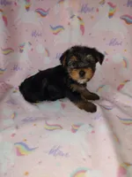 Ava, a female Yorkshire Terrier for sale in Lapeer, MI – Photo 7 of 10
