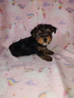 Ava, a female Yorkshire Terrier for sale in Lapeer, MI – Photo 8 of 10