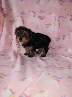 Ava, a female Yorkshire Terrier for sale in Lapeer, MI – Photo 1 of 10