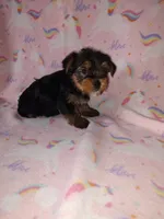 Ava, a female Yorkshire Terrier for sale in Lapeer, MI – Photo 6 of 10