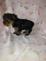 Ava, a female Yorkshire Terrier for sale in Lapeer, MI – Photo 4 of 10