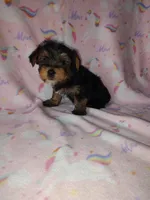 Ava, a female Yorkshire Terrier for sale in Lapeer, MI – Photo 5 of 10