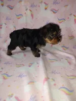 Ava, a female Yorkshire Terrier for sale in Lapeer, MI – Photo 2 of 10