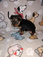 Mia, a female Yorkshire Terrier for sale in Lapeer, MI – 2 of 10