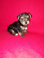 Anna, a female Yorkshire Terrier for sale in Lapeer, MI – 10 of 10