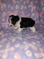 Macie, a female Maltese and Yorkshire Terrier for sale in Lapeer, MI – 3 of 10