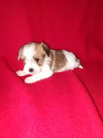 Peanut, a male Maltese and Yorkshire Terrier for sale in Lapeer, MI – 10 of 10