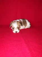 Peanut, a male Maltese and Yorkshire Terrier for sale in Lapeer, MI – 8 of 10