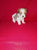Peanut, a male Maltese and Yorkshire Terrier for sale in Lapeer, MI – 2 of 10