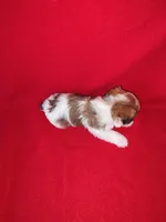 Peanut, a male Maltese and Yorkshire Terrier for sale in Lapeer, MI – 4 of 10