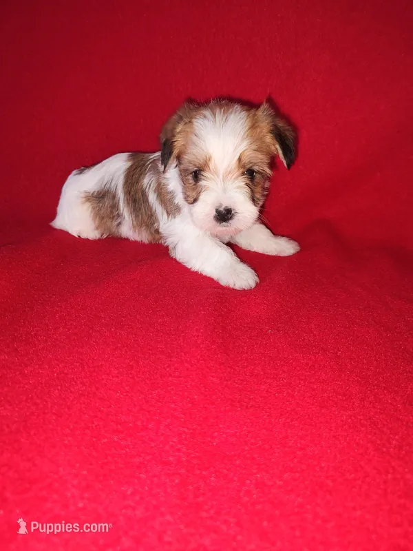 Peanut – Maltese, Yorkshire Terrier puppy for sale in Lapeer, MI