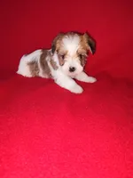 Peanut, a male Maltese and Yorkshire Terrier for sale in Lapeer, MI – 1 of 10
