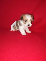 Peanut, a male Maltese and Yorkshire Terrier for sale in Lapeer, MI – 3 of 10