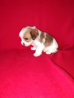 Peanut, a male Maltese and Yorkshire Terrier for sale in Lapeer, MI – 9 of 10