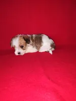 Peanut, a male Maltese and Yorkshire Terrier for sale in Lapeer, MI – 6 of 10