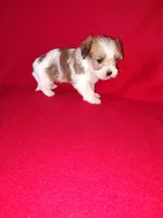 Peanut, a male Maltese and Yorkshire Terrier for sale in Lapeer, MI – 5 of 10