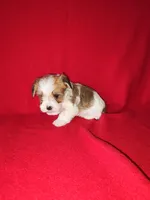 Peanut, a male Maltese and Yorkshire Terrier for sale in Lapeer, MI – 7 of 10
