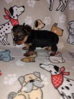 Mia, a female Yorkshire Terrier for sale in Lapeer, MI – 9 of 10