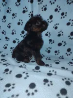 Benny, a male Yorkshire Terrier and Poodle - Toy  for sale in Lapeer, MI – 6 of 10