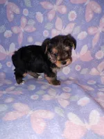 Bell, a female Yorkshire Terrier for sale in Lapeer, MI – 7 of 10
