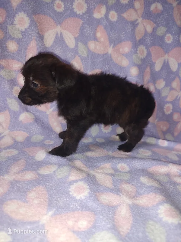 Bella – Yorkshire Terrier, Poodle - Toy  puppy for sale in Lapeer, MI