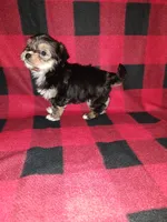 Benny, a male Maltese and Yorkshire Terrier for sale in Lapeer, MI – 10 of 10