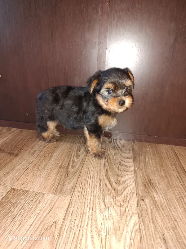 Marty – Yorkshire Terrier puppy for sale in Lapeer, MI