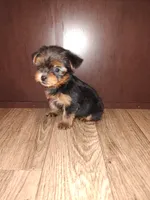 Macie, a female Yorkshire Terrier for sale in Lapeer, MI – 6 of 6