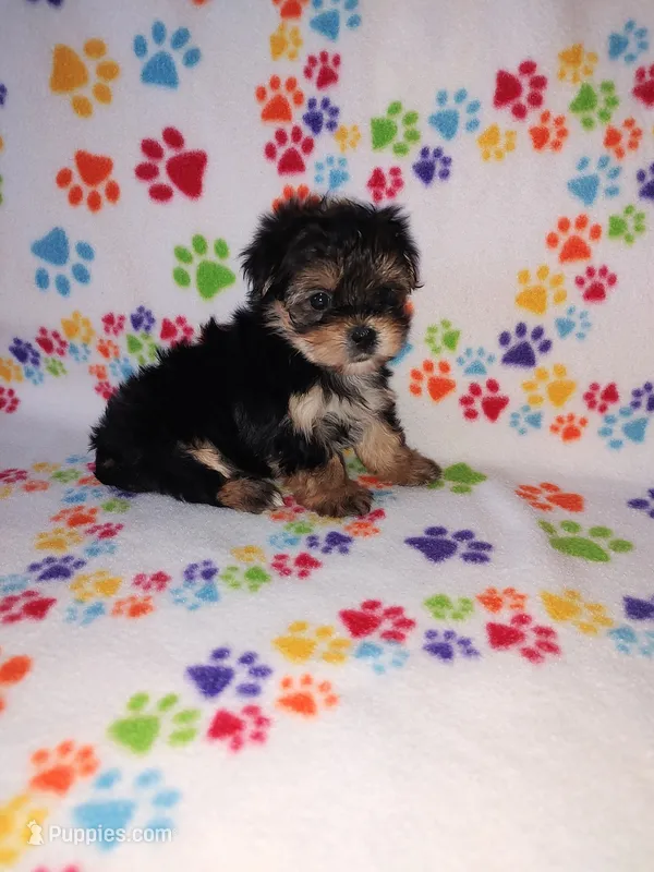 Lady – Maltese, Yorkshire Terrier puppy for sale in Lapeer, MI
