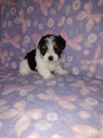 Macie, a female Maltese and Yorkshire Terrier for sale in Lapeer, MI – 10 of 10
