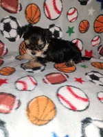 Sammy, a male Maltese and Yorkshire Terrier for sale in Lapeer, MI – 6 of 10