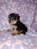 Bella, a female Maltese and Yorkshire Terrier for sale in Lapeer, MI – 7 of 10