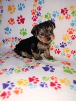 Ava, a female Yorkshire Terrier for sale in Lapeer, MI – 5 of 10